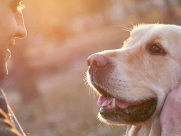 Qué ocurre en nuestro cerebro cuando acariciamos a un perro