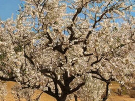 Tu BiShvat: la celebración de nuestra responsabilidad hacia la Naturaleza