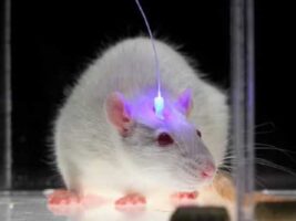Una técnica permite manipular el cerebro con luz y sin cirugía