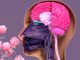 Investigación identifica los olores que mejoran la memoria