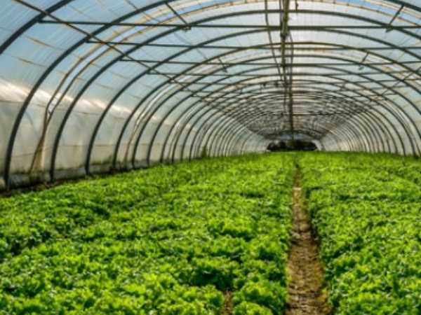 CULTIVAR EN EL DESIERTO: EL CASO DE ISRAEL