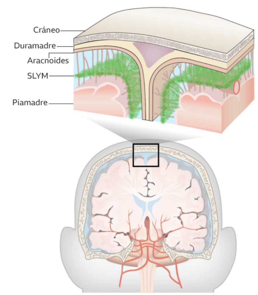 Cómo es la SLYM la estructura del cerebro recién descubierta 