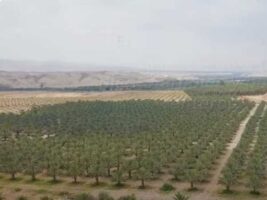 Así florece el desierto en Israel