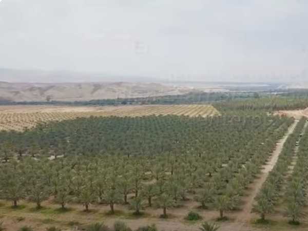 Así florece el desierto en Israel