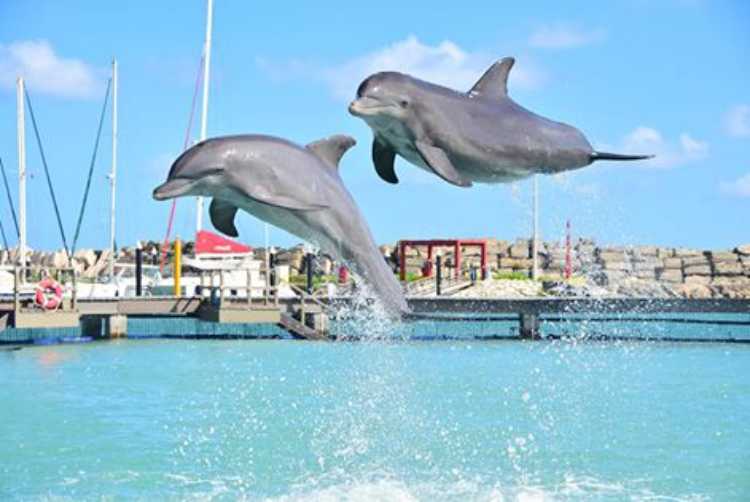 ¿Cómo la contaminación química afecta a los delfines?
