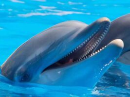 ¿Cómo la contaminación química afecta a los delfines?