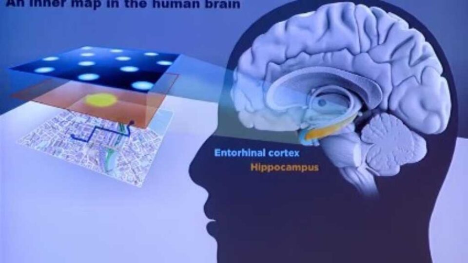 Una científica argentina logró descifrar un mecanismo cerebral 