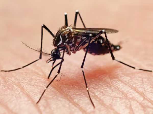 mosquitos son “máquinas perfectas” de olfatear humanos