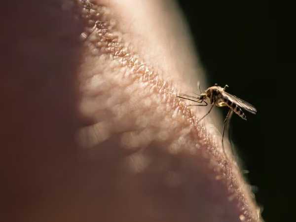 mosquitos tienen un olfato infalible