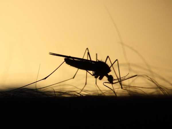 El olfato de los mosquitos es (todavía) mejor de lo que pensábamos. Malas noticias para tu cuerpo