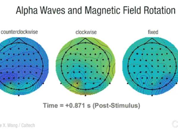 Nuestro cerebro reacciona a las variaciones del campo magnético terrestre