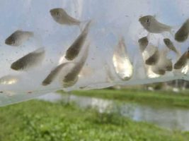 controlar poblaciones de mosquitos