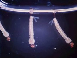 desarrollan biolarvicida