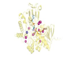proteina bacteriana