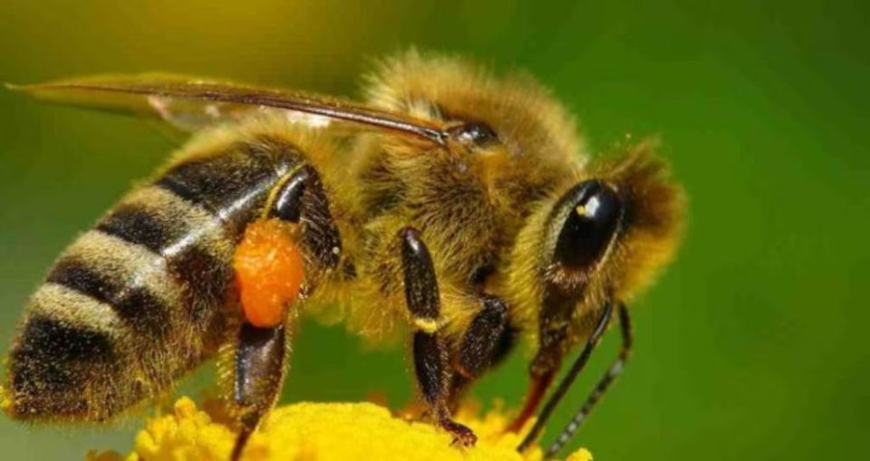 ¿Cuál es la función de las abejas en el mundo y por qué son tan importantes?
