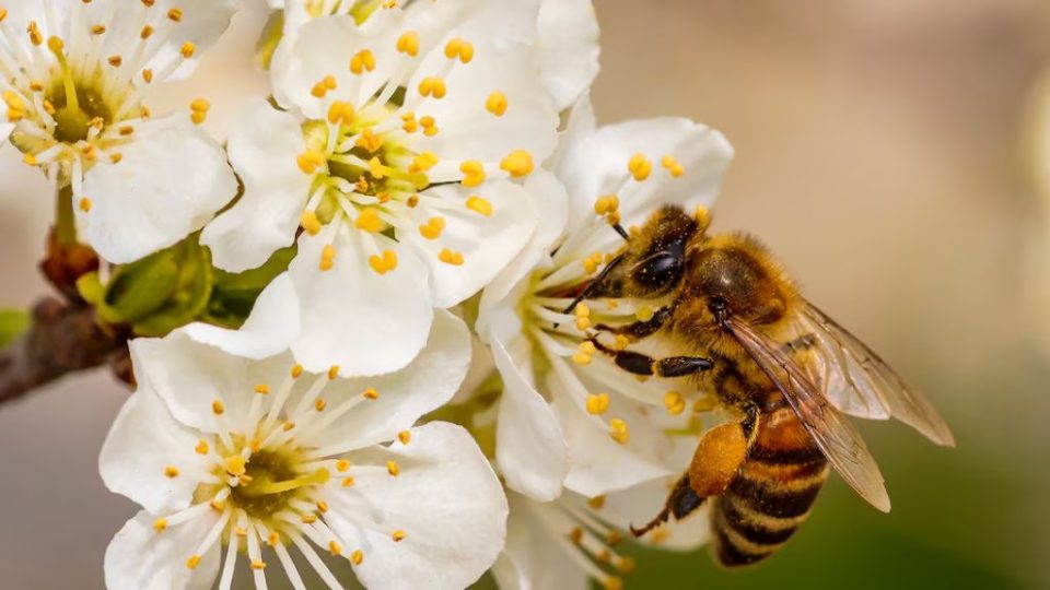 ¿Cuál es la función de las abejas en el mundo y por qué son tan importantes?