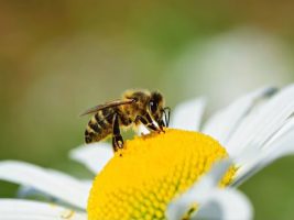 ¿Cuál es la función de las abejas en el mundo y por qué son tan importantes?
