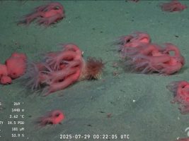 la emoción de los científicos del Conicet que investigan el fondo del Mar Argentino