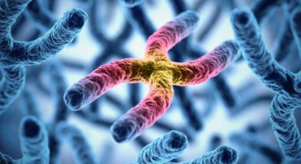Qué es la epigenética y cómo el ambiente moldea la expresión de los genes a través de la experiencia