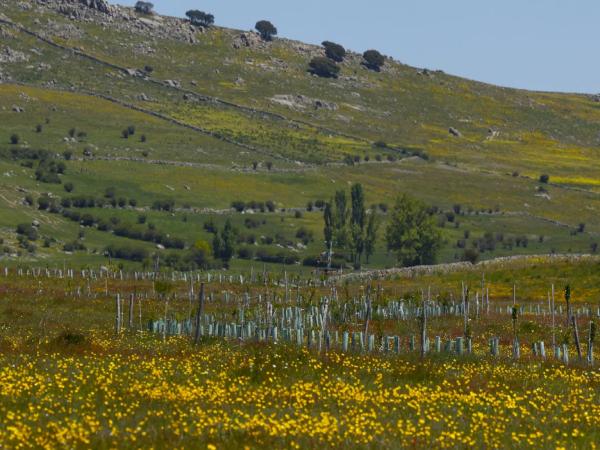 Life Terra planta más de 1,5 millones de árboles para reconectar Europa con la naturaleza