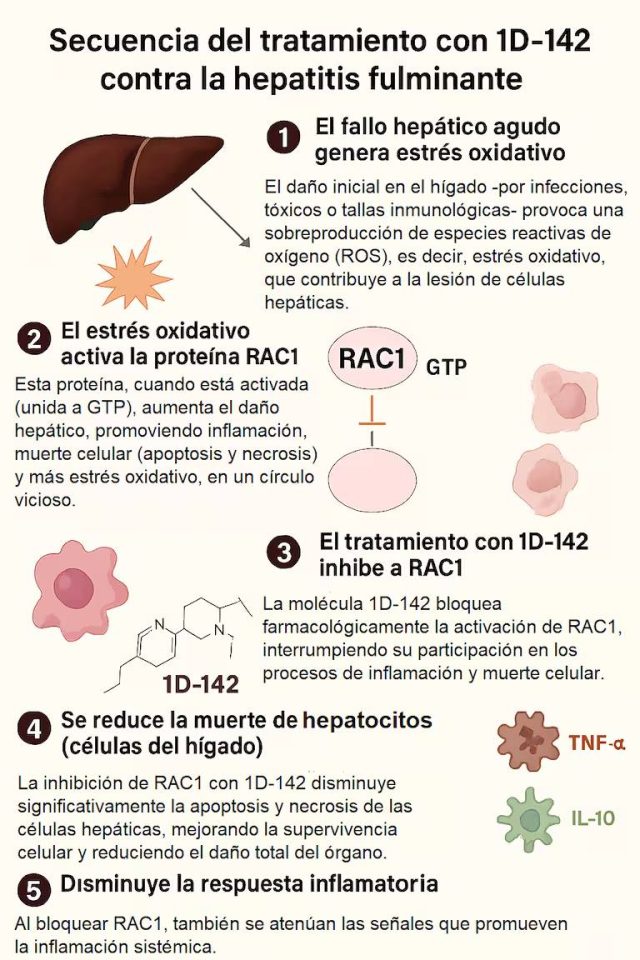 Avance terapéutico pionero: descubren en la Argentina una molécula que protege el hígado ante la hepatitis fulminante