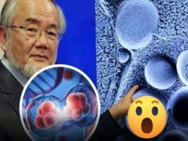 ¿Qué es la autofagia?