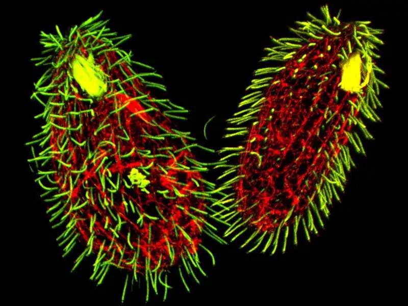 Elizabeth Blackburn, la Nobel del Siglo XXI que dio con la clave del envejecimiento celular