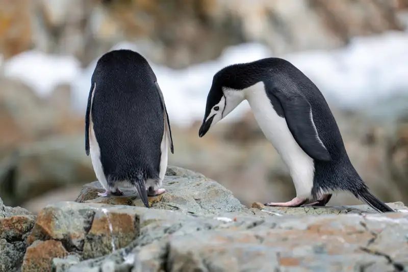 Fieles, pero no monógamos: la curiosa reproducción de los pingüinos