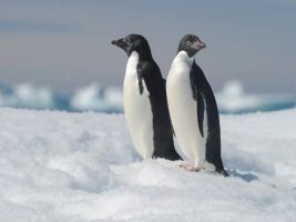 Fieles, pero no monógamos: la curiosa reproducción de los pingüinos