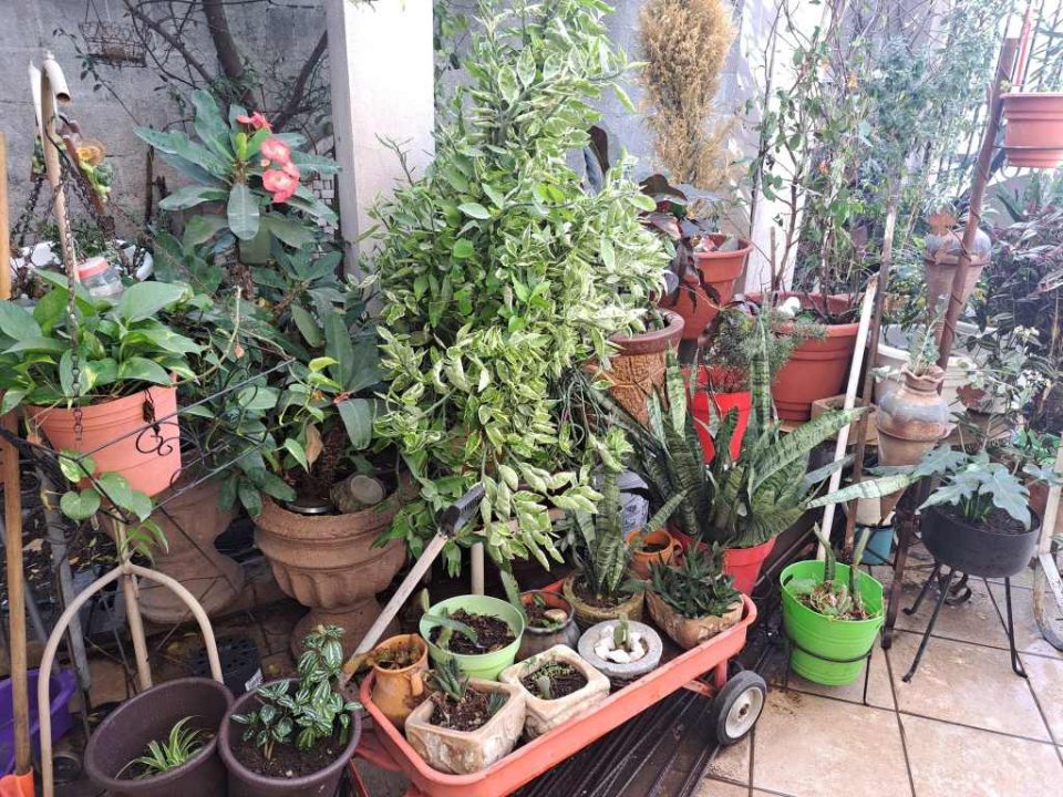 La “adicción” a las plantas no es casualidad: tiene razones biológicas, emocionales y psicológicas.