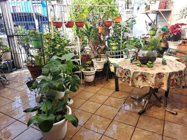 La “adicción” a las plantas no es casualidad: tiene razones biológicas, emocionales y psicológicas