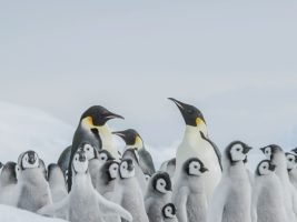 Estructura social de los pingüinos