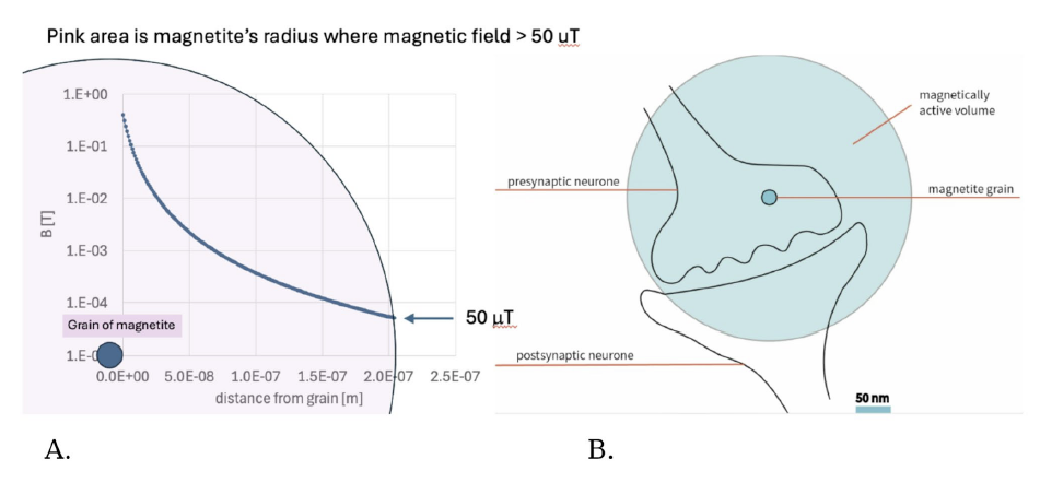 El Compás Secreto del Cerebro