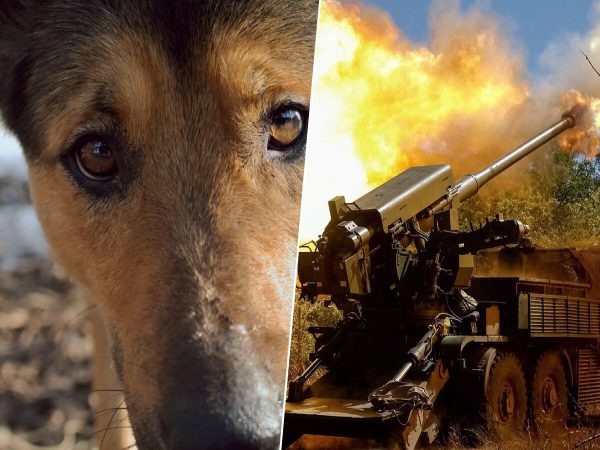 En Ucrania está ocurriendo un experimento sin precedentes: las bombas han convertido a los perros en otros animales