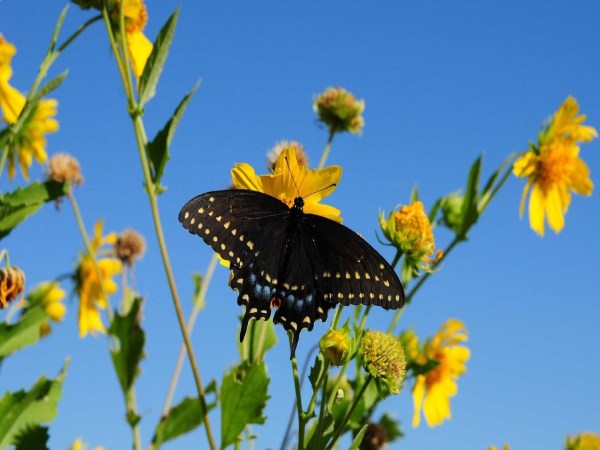Sembrar flores en barbechos duplica polinizadores en campos agrícolas