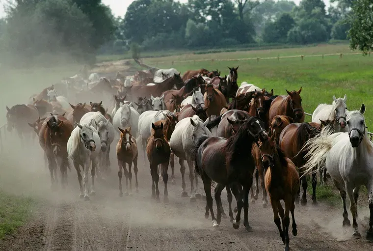 Los caballos pueden oler el miedo de los humanos, según un nuevo estudio