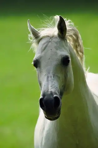 Los caballos pueden oler el miedo de los humanos, según un nuevo estudio