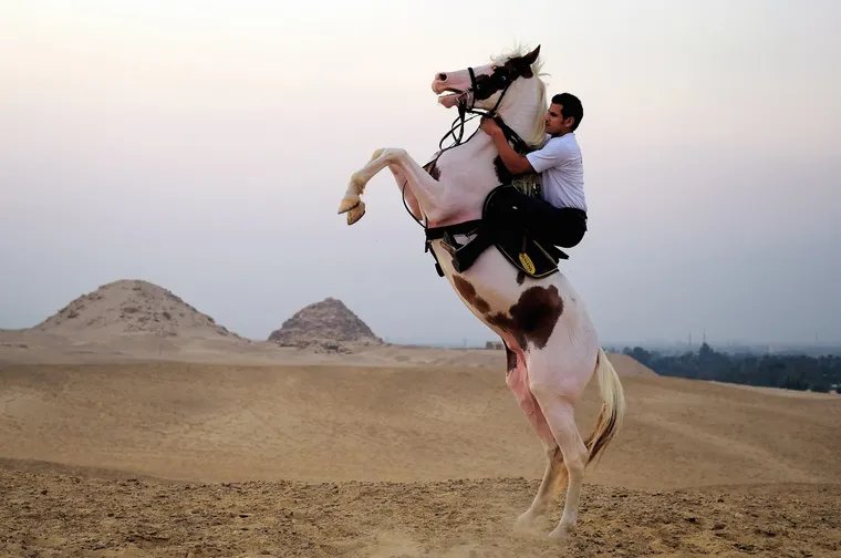 Los caballos pueden oler el miedo de los humanos, según un nuevo estudio