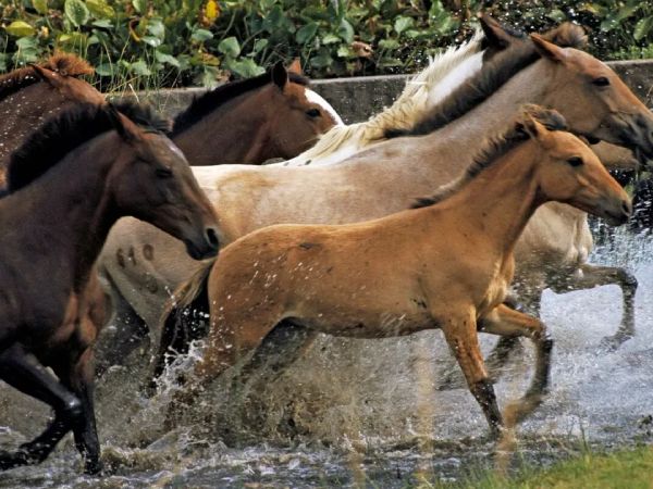 Los caballos pueden oler el miedo de los humanos, según un nuevo estudio