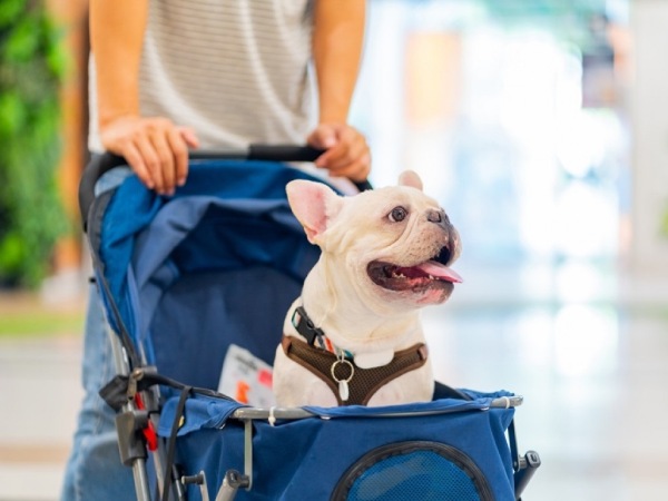 Humanización de las mascotas: la megatendencia demográfica que está redefiniendo el consumo global