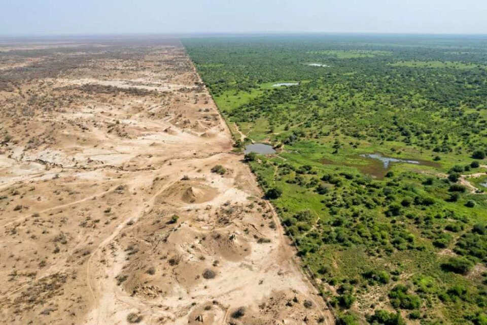 China ha plantado más de 66.000 millones de árboles desde 1978 para frenar el desierto del Gobi; ahora crecen un 66% más rápido que los bosques naturales